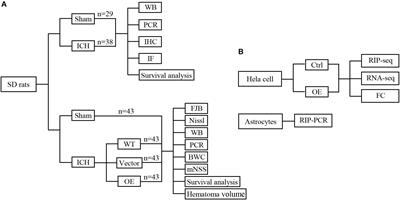 Prdx1 Reduces Intracerebral Hemorrhage-Induced Brain Injury via Targeting Inflammation- and Apoptosis-Related mRNA Stability